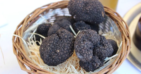 fiera sant'agata feltria tartufo