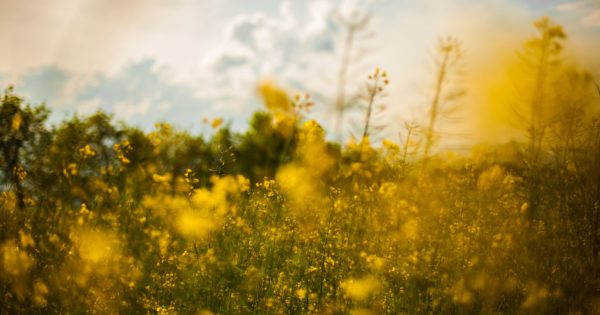 primavera fiori campo
