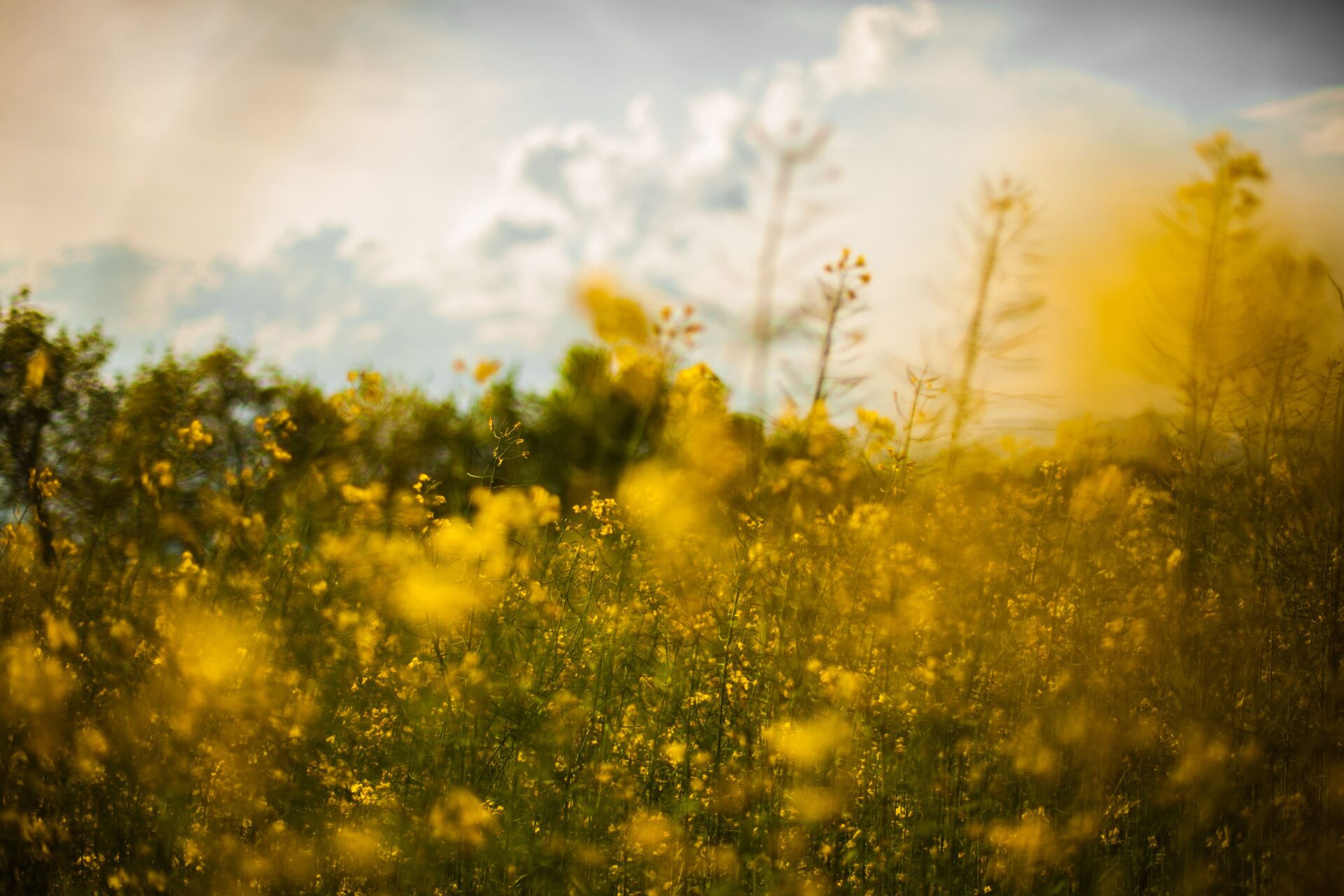 primavera fiori campo